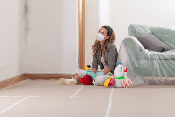 Reliable Black Mold Remediation contractor in Ellenton, FL by 24 Hour Mold Removal